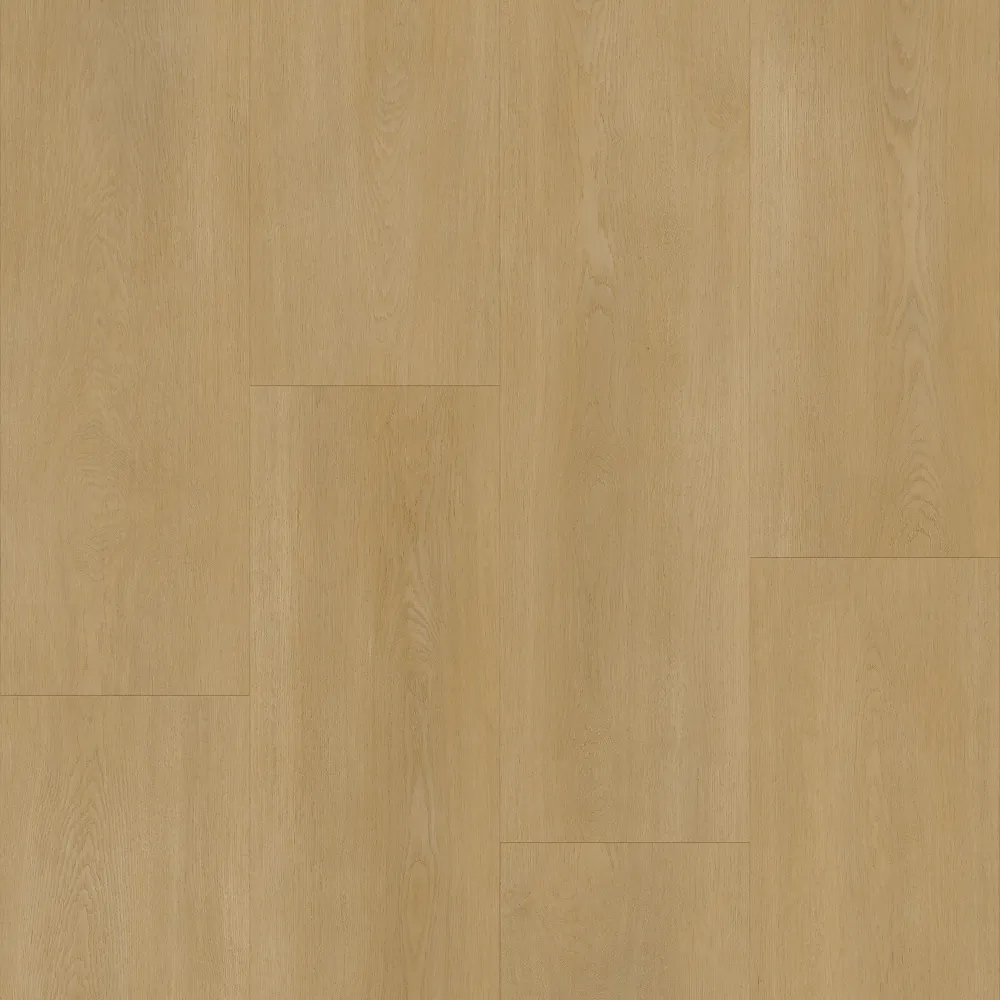 Bodiax Royal 593 Regency